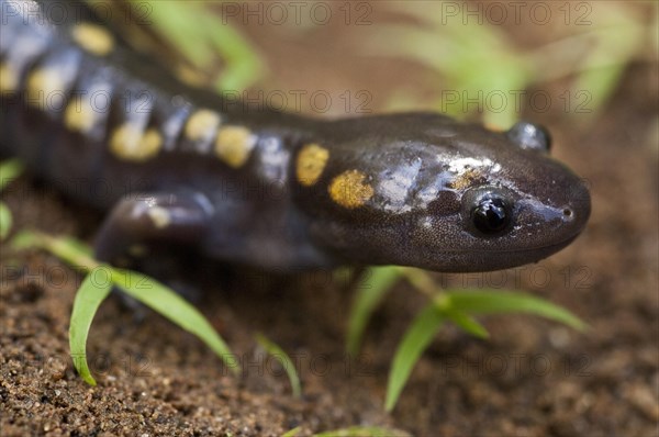 Spotted salamander