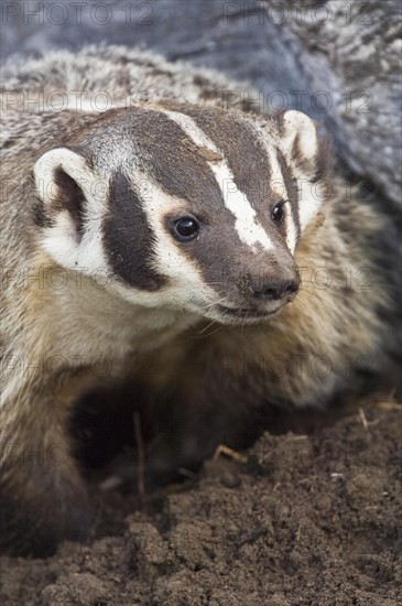 American badger