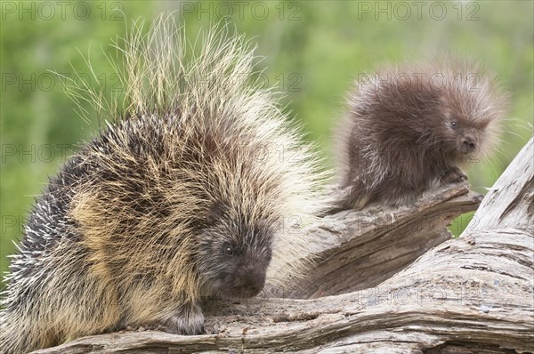 North American porcupine