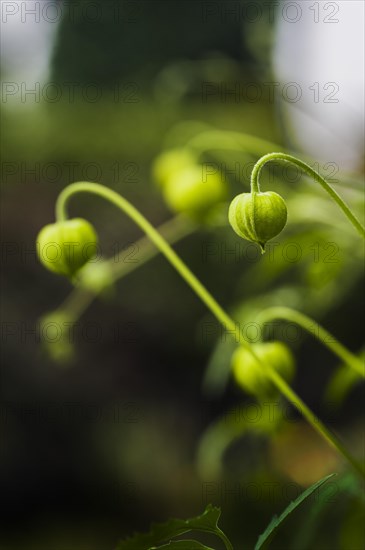 Clematis Bill McKensie