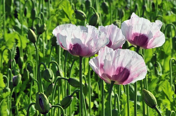 Poppy flowers