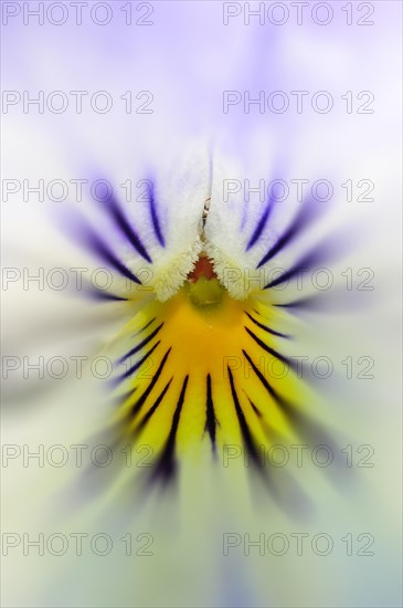 Close-up of a flower of a violet