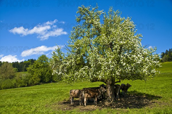 Young cattle on the Siedelalpe