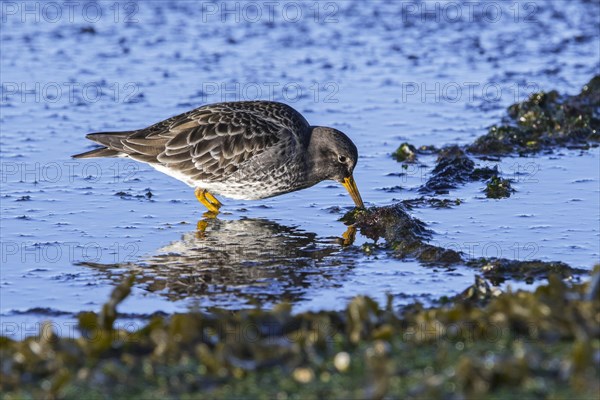 Purple sandpiper