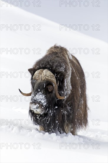 Muskox