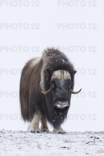 Muskox