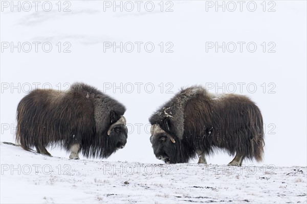 Two muskoxen