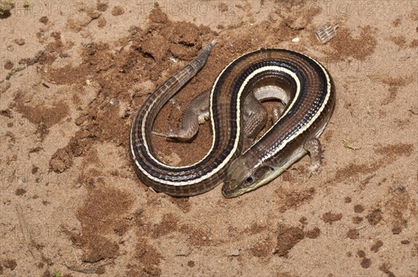 Yellow-striped plated lizard