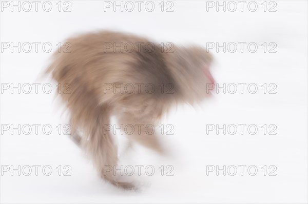 Japanese macaque