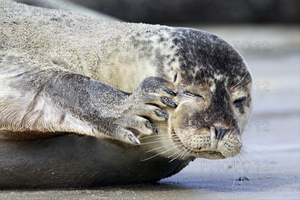 Common seal