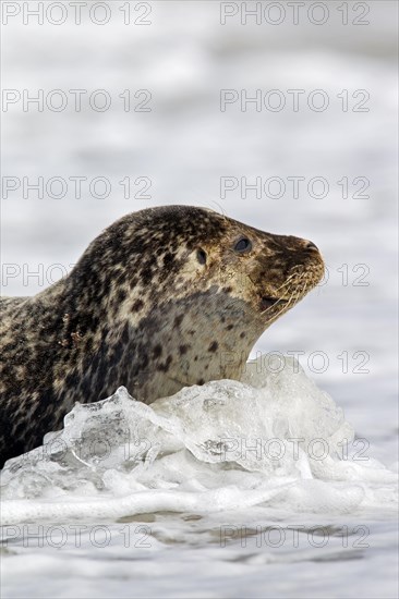 Common seal