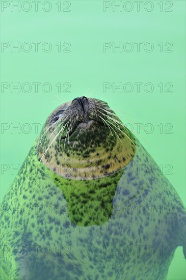 Blind Common seal