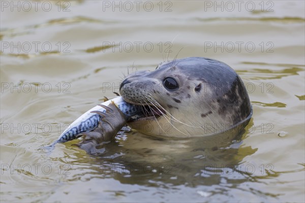 Close up of common seal