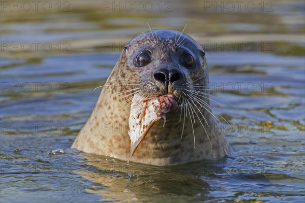 Close-up of common seal