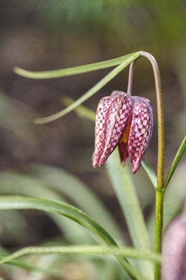 (Fritillaria meleagris), snakes head fritillary