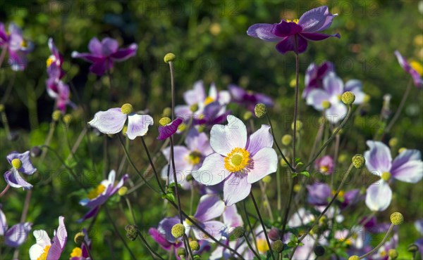 Autumn Anemones