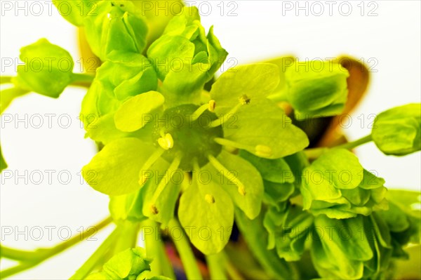 Flowers of Norway Maple