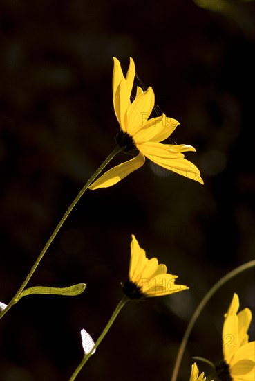 Yellow jerusalem artichoke