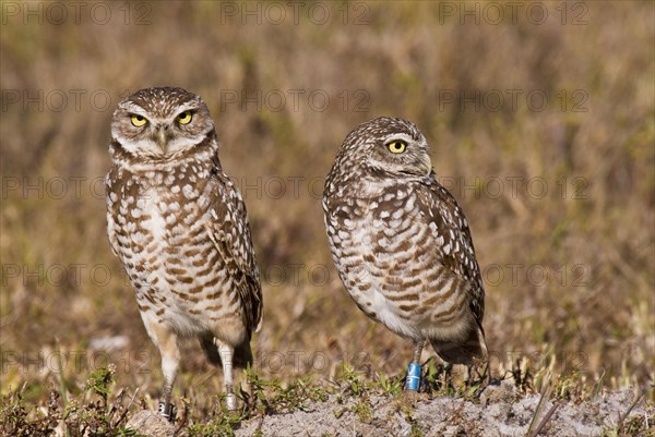 Burrowing owl