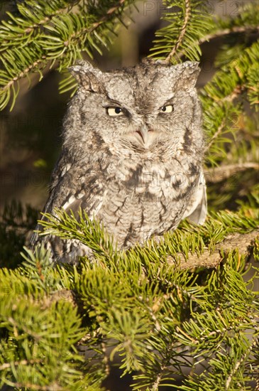 Eastern Screech Owl