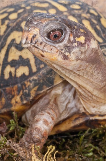 Eastern box turtle