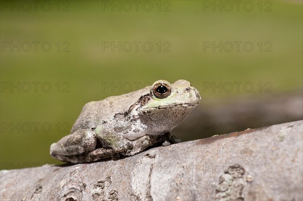 Eastern gray tree frog