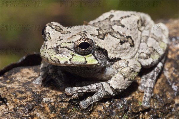 Eastern gray tree frog