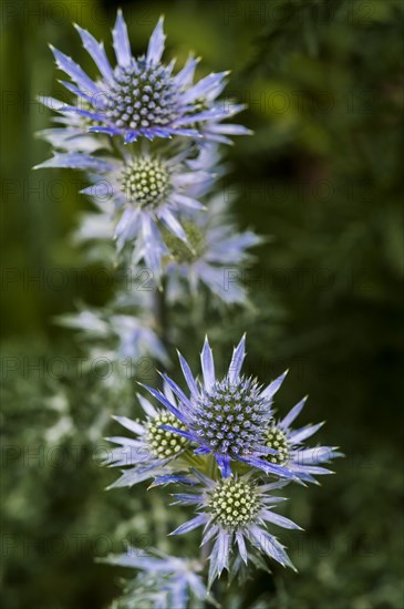 Eryngium bourgatti