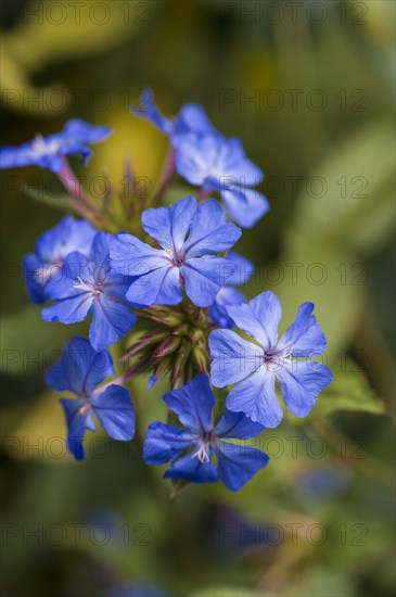 Detailed closeup of Ceratostigma willmottianum