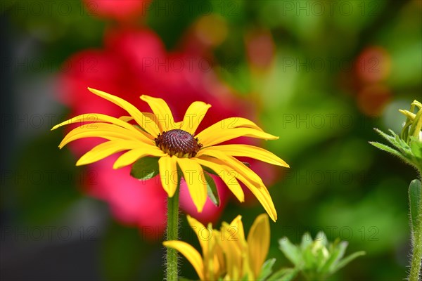 The yellow coneflower