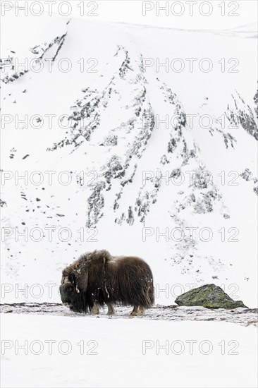 Muskox