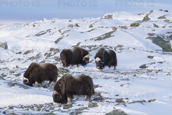 Muskoxen muskox