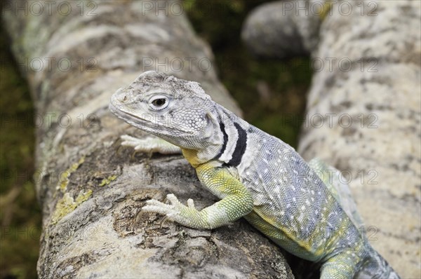 Eastern collared lizard