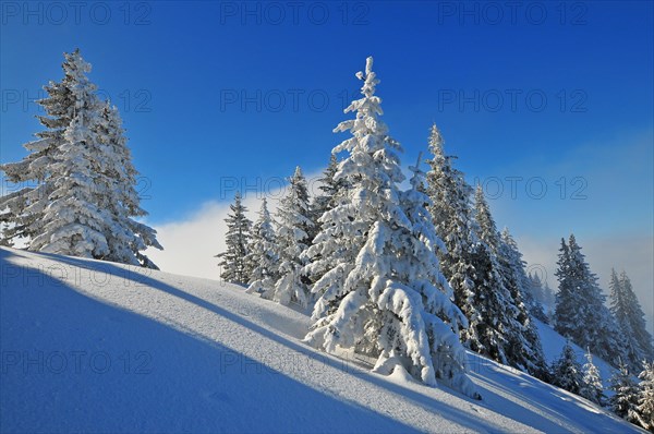 Trees in winter