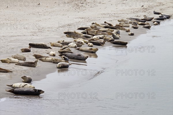 Common seals