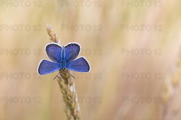 Silver-studded blue