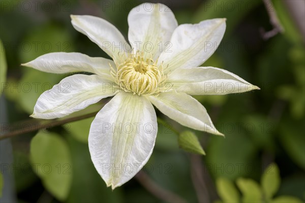 Clematis Wadas