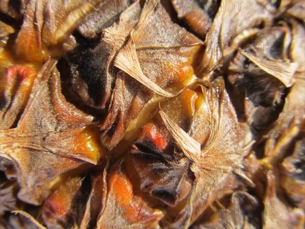 Close-up of a ananas