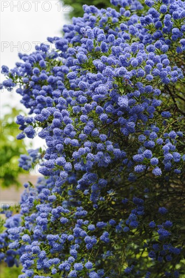 Ceanothus concha