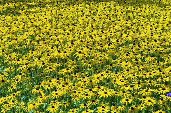 Orange coneflower