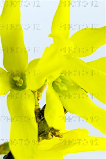 Forsythia