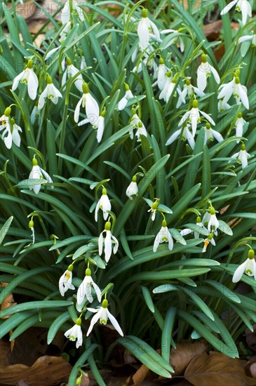 Common snowdrop