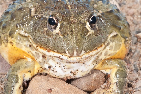 African bullfrog