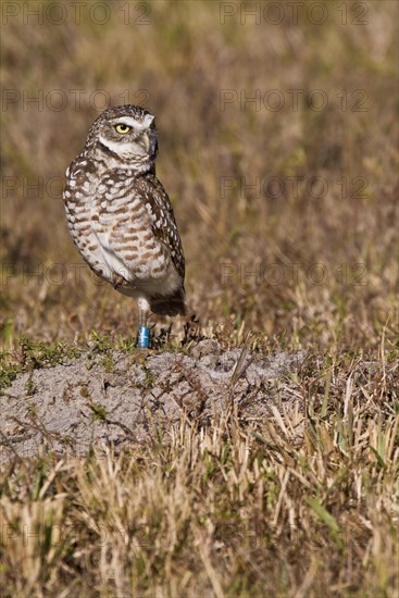 Burrowing owl