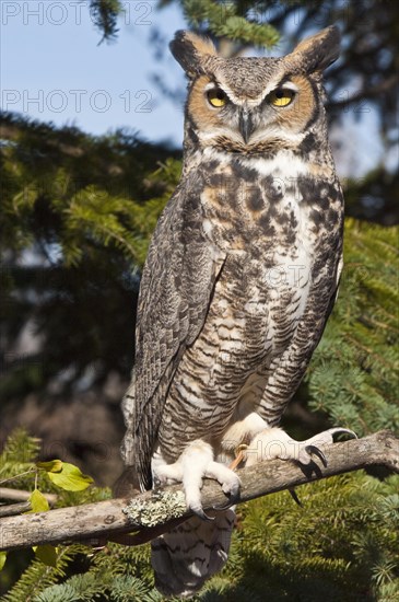 Common Great Horned Owl