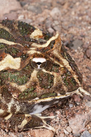 Argentine horned frog