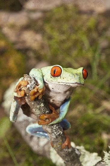 Red-eyed tree frog