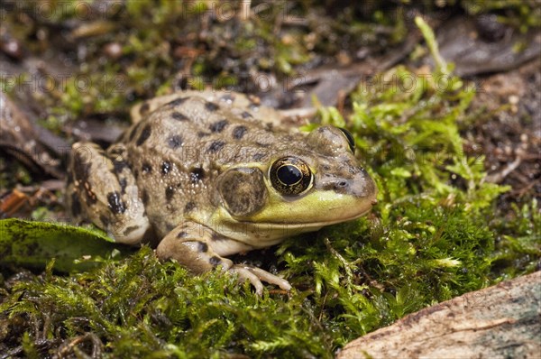 The mink frog