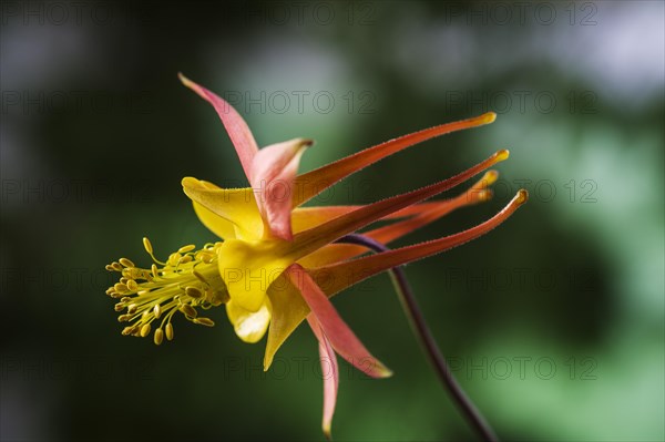 Aquilegia x hybrida