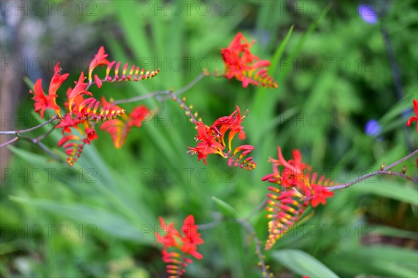 Flower of a Montbretia